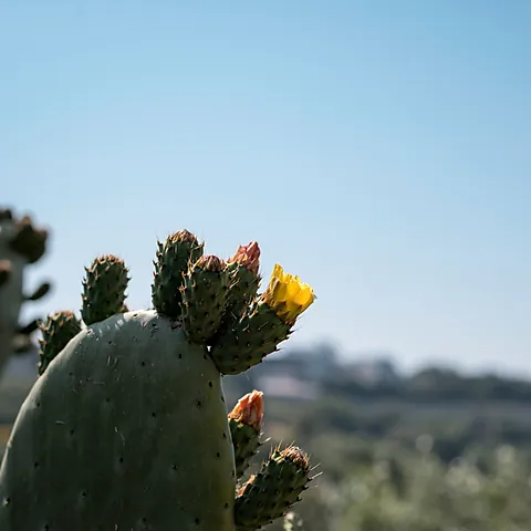 Un fico d’India con un fiore giallo; sullo sfondo, una collina sfocata.