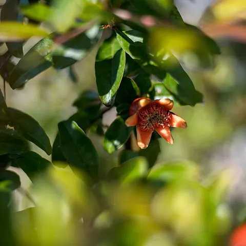 Un fiore di melograno tra le foglie, in controluce.